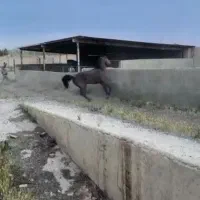 نریون سه ساله دوسر|اسب و تجهیزات اسب‌سواری|چگنی, |دیوار