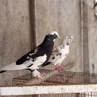 تعدادی کبوتر شهرستان|پرنده|گنبد کاووس, |دیوار