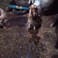 بزغاله دو دندان جوان گوشتی فروشی