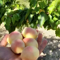 فروش زمین طرح عمان