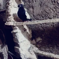 سینه سیاه ماده