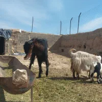 یک عدد نر بز نژاد دار