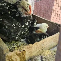 تخم مرغ گلین ریشو نطفه دار|حیوانات مزرعه|شهریار, رزکان|دیوار