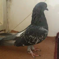 کبوتر نر اصفهانی