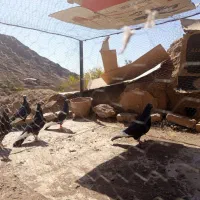 سلام خدمت دوستان ۶ عدد پلنگ یک جفت بزرگ تخ جوجی|پرنده|رفسنجان, |دیوار