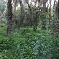 نیازمند کارگر برای فصل خرما در فهرج