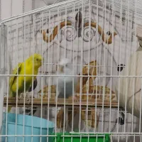 عروس مرغ عشق