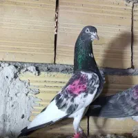 تیدی پرشی درجه یک|پرنده|چمران, |دیوار