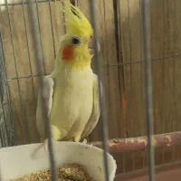 عروس هلندی نر بالغ