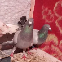 کبوتر پلاکی و کرس