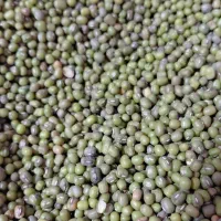 برنج محلی|عمده‌فروشی|دزفول, |دیوار