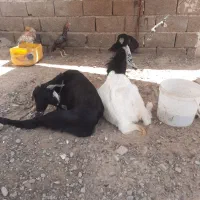 پارچن وبز،خرگوش،مرغ شاخ دار،اردک۰۹