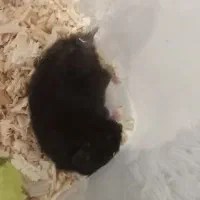 همستر سوری یک ماهه بلک