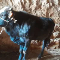 فروش یک راس گوساله نر محلی