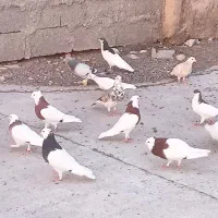 کفتر