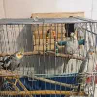 فروش عروس هلندی مولد