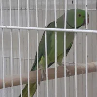 طوطی|پرنده|قوچان, |دیوار