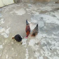 مرغ خروس ۲۵۰