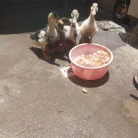 جوجه اردک