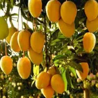 انبه اصلاح شده وانواع پاجوش خرما