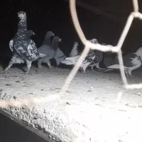 ۱۱تا کفتر فروشی|پرنده|قاسم‌آباد (خواف), |دیوار