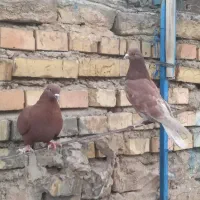 کفتر نرو ماده سرخ پرشی خمینی شهر