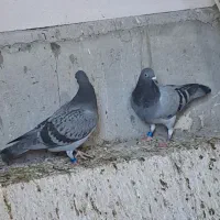 دوبر بالا، ککیلی، دورح بالا