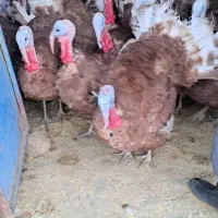 بوقلمون بوربون (قه لی سور)|حیوانات مزرعه|مریوان, |دیوار