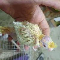جوجه عروس هلندی سرلاکی نژاد سخنگو