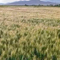 فروش قطعه‌های 2300 متر مربع