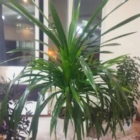 گل پاندانوس