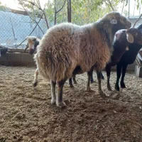 قوچ هترو قوچ سبز|حیوانات مزرعه|اصفهان, قائمیه|دیوار