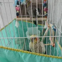 دو عددعروس هلندی ماده