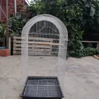 قفس پرنده،طوطی ،مرغ مینا و عروس هلندی