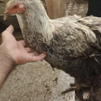 خروس مرغ گیر