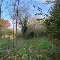 زمین شهربیجار کوکنه بهترین ویو|فروش زمین و ملک کلنگی|رشت, دباغیان|دیوار