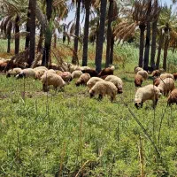 ۲۰۰عدد بره نر کوچیک و بزرگ
