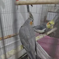 عروس هلندی|پرنده|اصفهان, عمان سامانی|دیوار