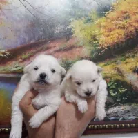 توله پامر روباهی|سگ|گلوگاه, |دیوار