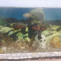 اکواریوم با لوازم ۷ عدد ماهی اسکار و۲تا لجن خار|ماهی|سراب, |دیوار