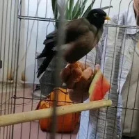 گمشده مرغ مینا