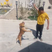 سگ بیتبول اصل باهوش و رو صاحبش حساس