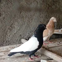 کبوتر|پرنده|بندر دیر, |دیوار