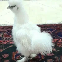 تخم مرغ ابریشمی