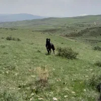 سگ گله|سگ|خلخال, |دیوار