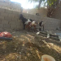 بزدوقلو پاکستانی|حیوانات مزرعه|دوگنبدان, |دیوار