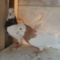 کبوتر یا کفتر|پرنده|شیراز, کوزه گری|دیوار