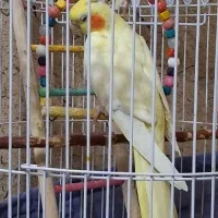 عروس هلندی ماده