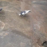 دوتا طوق زرد ماده و ی جوجه تهرانی ابلغ|پرنده|امیدیه, |دیوار