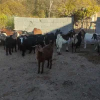 بز و بزغاله درکرمانشاه هرسین روستای بابازید
